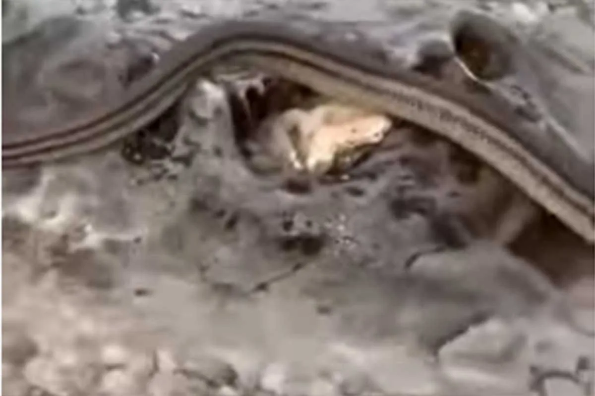 snimak sa Jadrana zmija