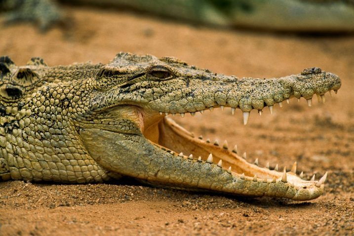 Krokodil 1