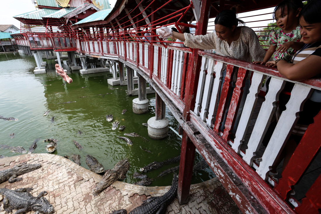 Krokodili Fena