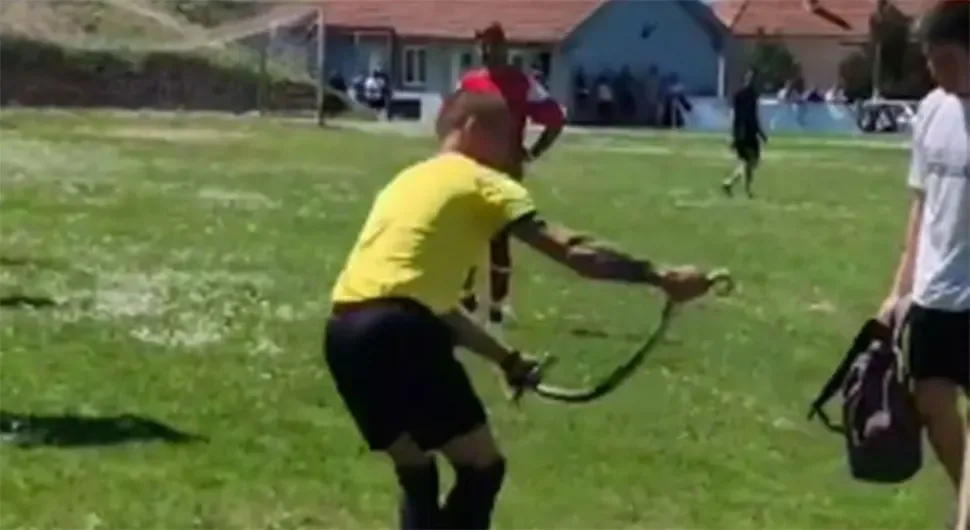 Zmija sudija