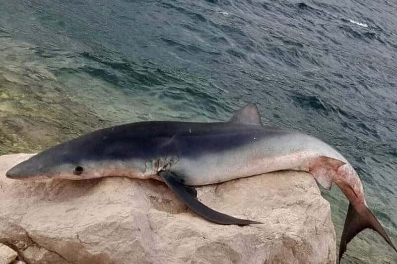 morski pas neum ulovljen