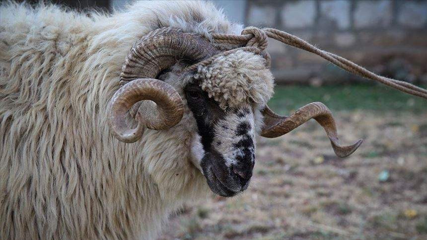 Kurban