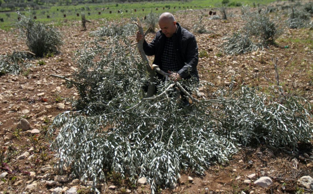 Palestinewestbankisraelforcesdemolisholivetreesreuters20221682854396jpg