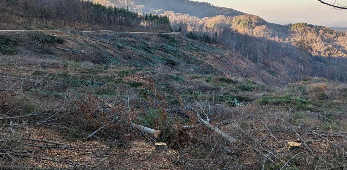 Suma sjeca autoceste tesanj 1