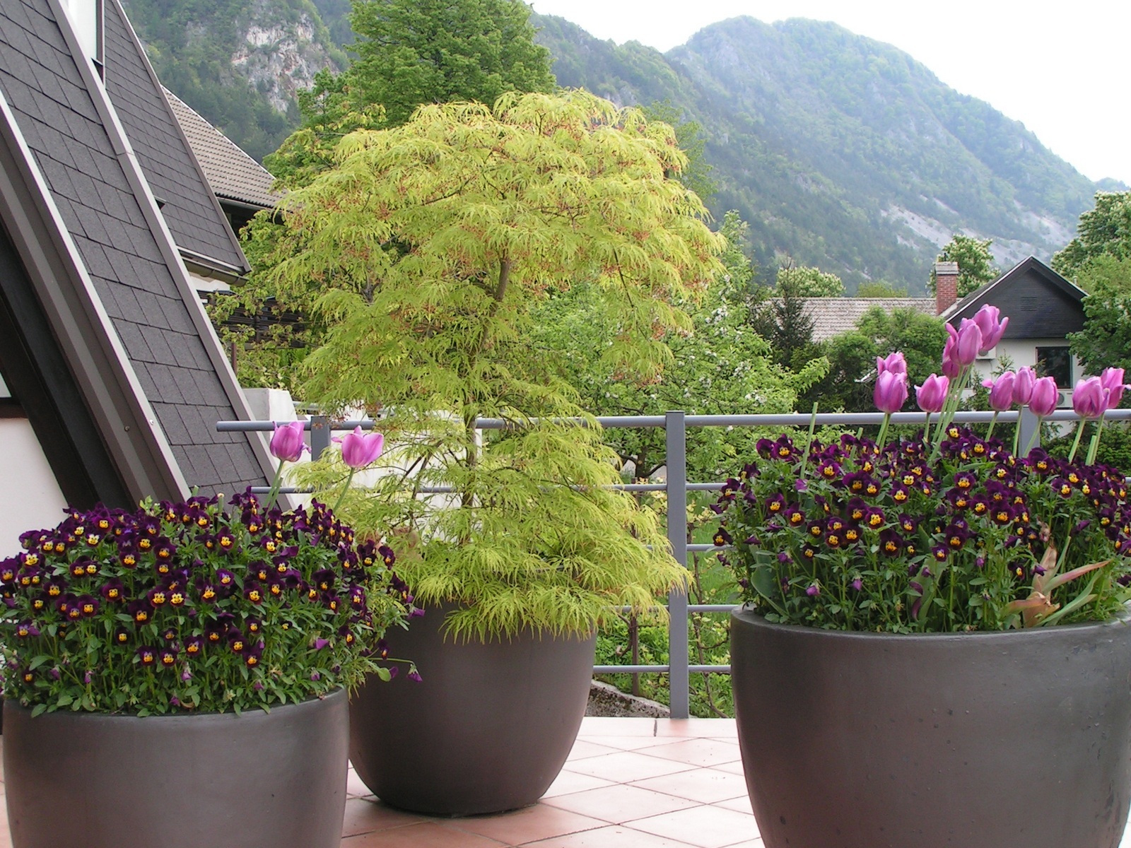 Biljke balkon