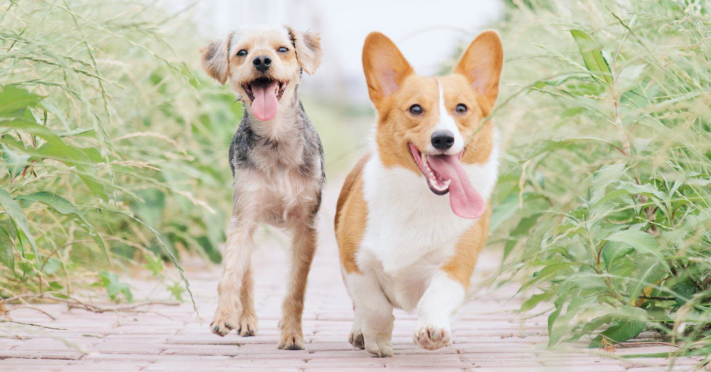 Dog Age Chart Hero Opt1