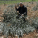 Palestinewestbankisraelforcesdemolisholivetreesreuters20221682854396jpg