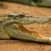 Krokodil 1