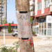 Hrasno Gradani porucili da zele drvece pored zgrada