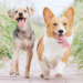 Dog Age Chart Hero Opt1