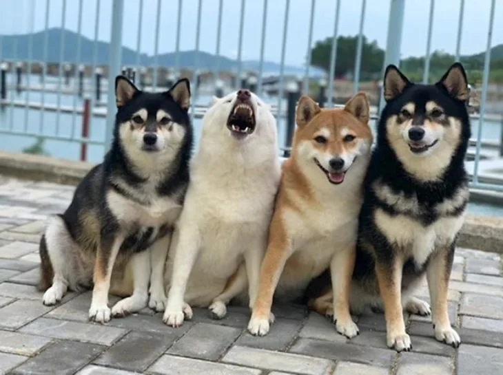 Shiba hina naslovna
