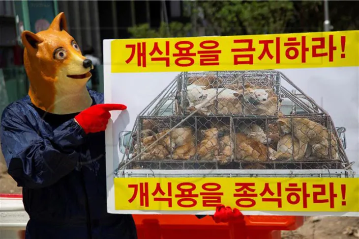 Psece meso Južna Koreja
