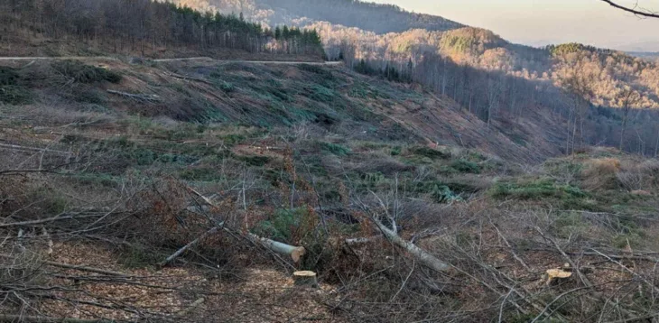 Suma sjeca autoceste tesanj 1