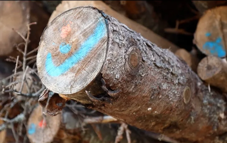 šumarstvo šume ftv