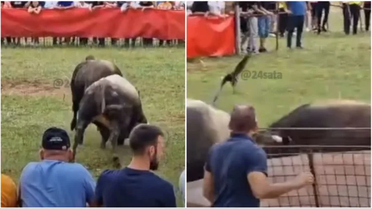 Korida split Dva bika podivljala na koridi kod Splita