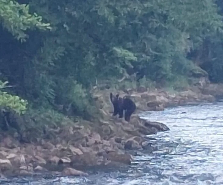 medvjed između Ključa i Sanskog Mosta primijećeni medvjedi