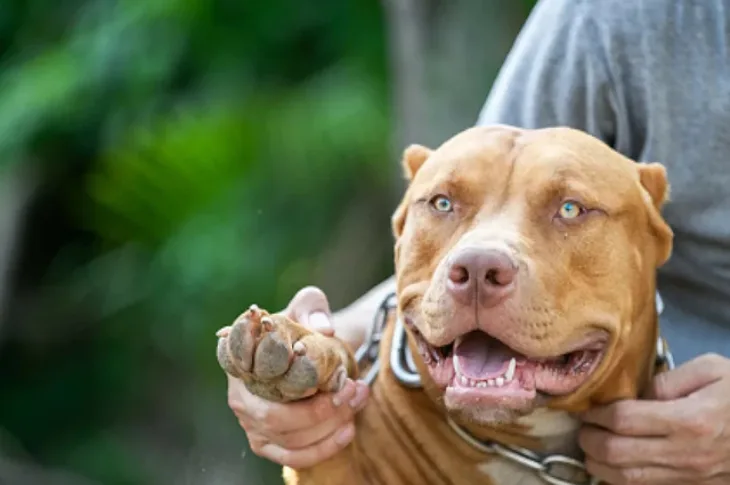 Pit bull pas