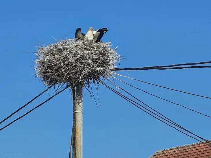 Roda gnijezdo Istra Luka sanski most