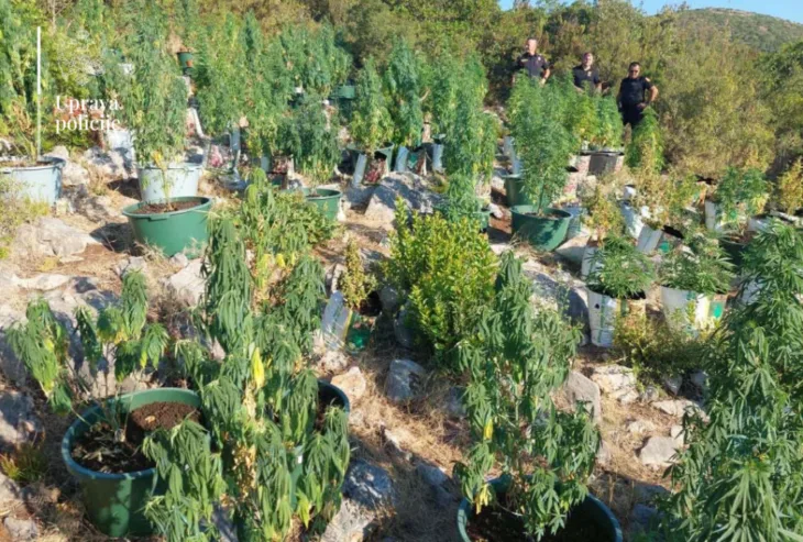 Plantaža marihuane budva