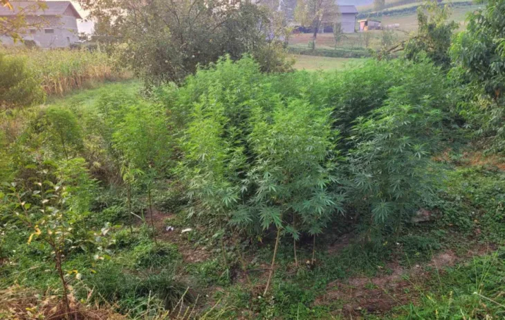 Marihuana
