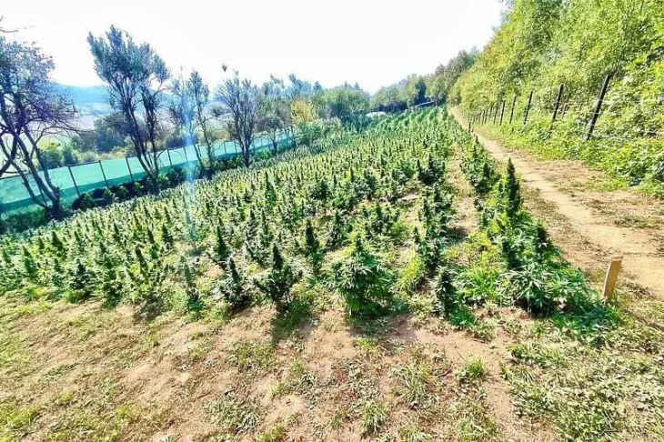 Kanabis plataža bihac