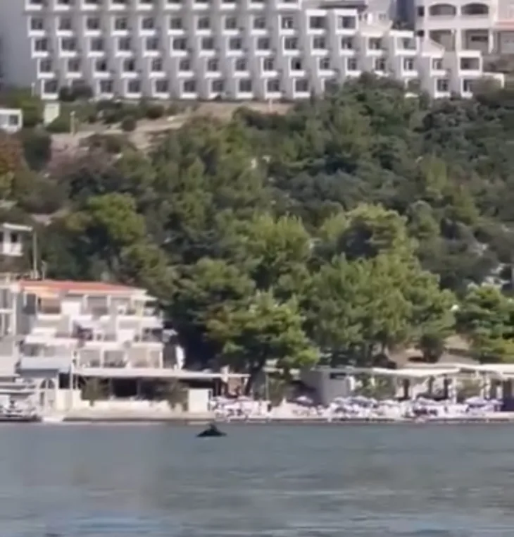 Neum delfin