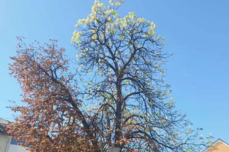 Bugojno ponovno procvjetao kesten