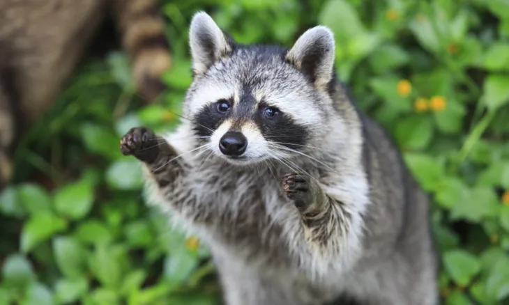 rakun foto  GULIVER/THINKSTOCK / AUTOR: THINKSTOCK