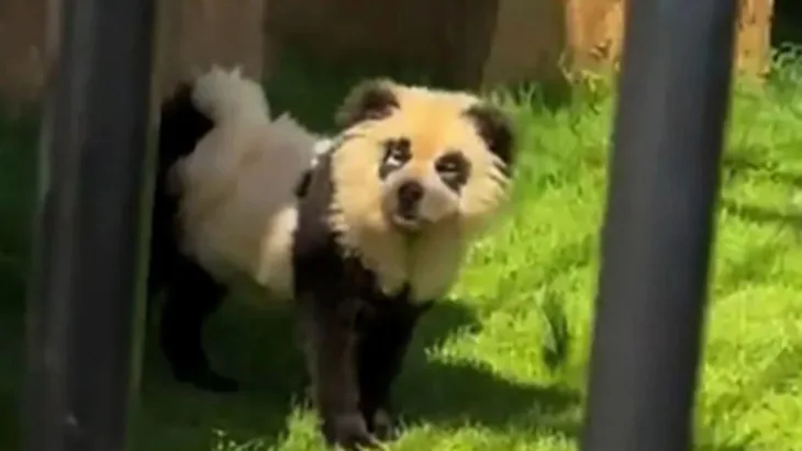 Pande psi