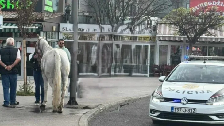 Konj na Ilidzi