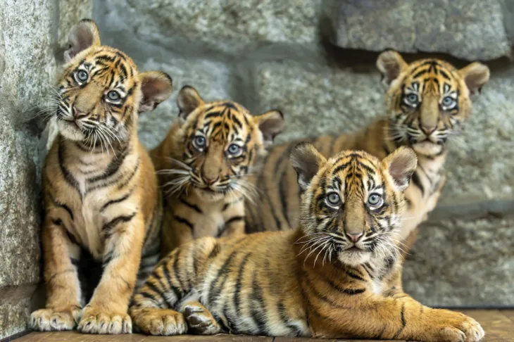 Tigar