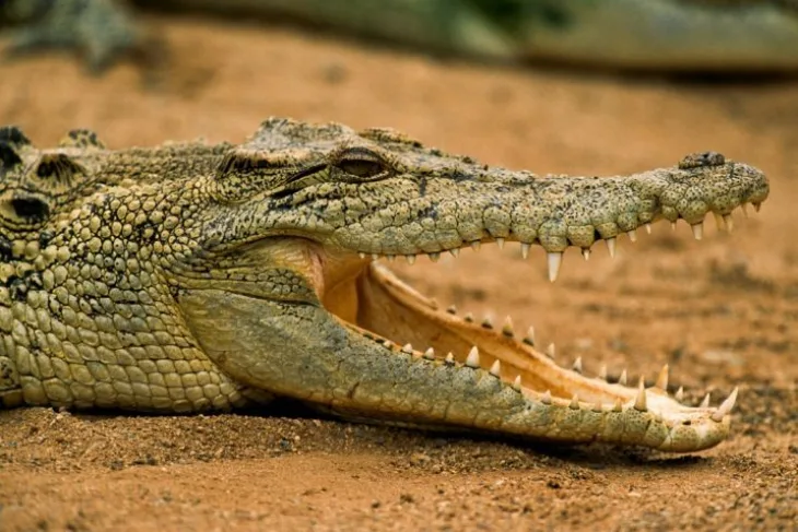 Krokodil 1
