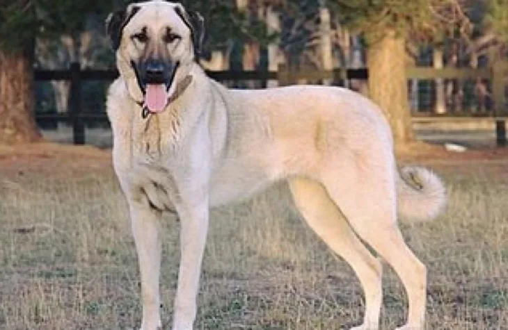 Pas cuko Kangal