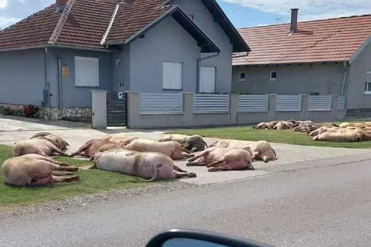 Svinje Slovenija
