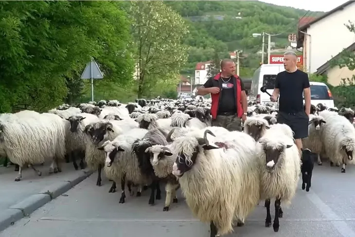 ovce edin Foto: Printscreen