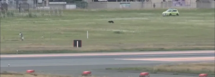 Medvjed japan aerodrom