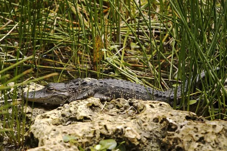 Florida aligatori