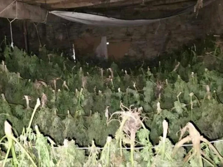 Marihuana