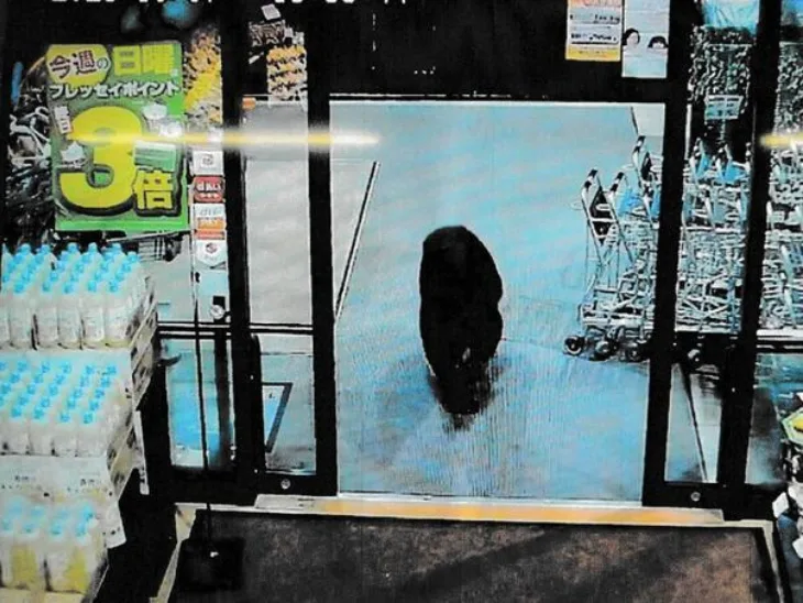Japan Medvjed usao u japanski supermarket