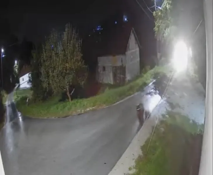 Kiseljak medvjed