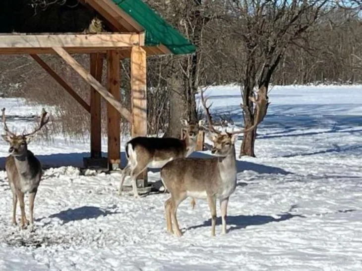 Livno Jeleni lopatari novi turisticki potencijal Livna