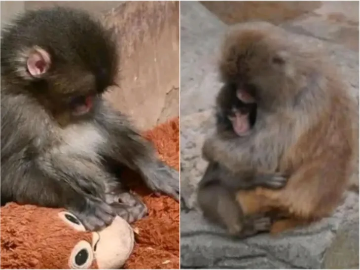 Majmun kojeg je majka odbacila pronasao utjehu u plisanoj igracki