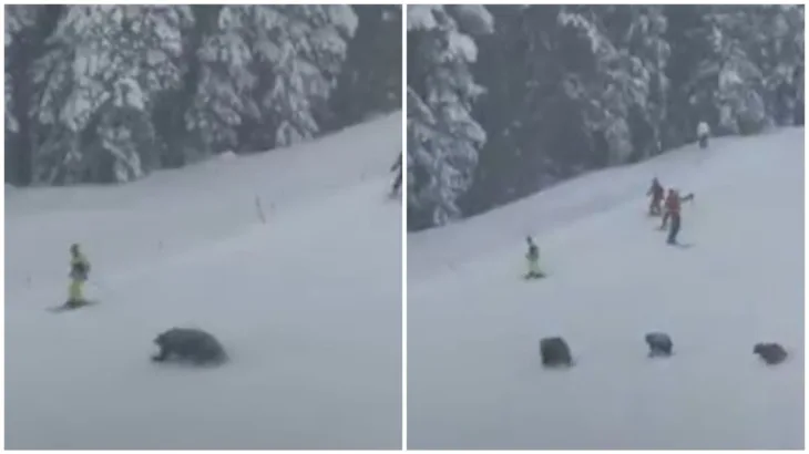 Medvjedi napali skijase