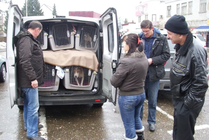 Prosle godine iz Bi H u Njemacku izvezeno 1 400 pasa lutalica