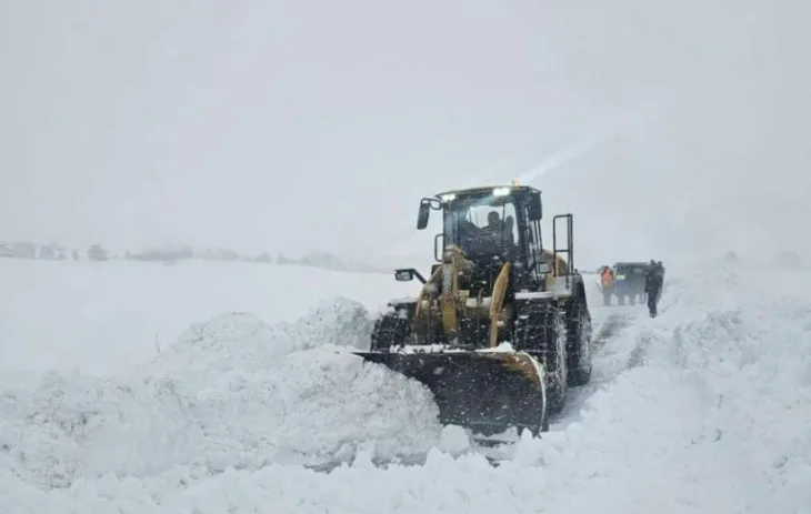 Grtalica bos petrovac