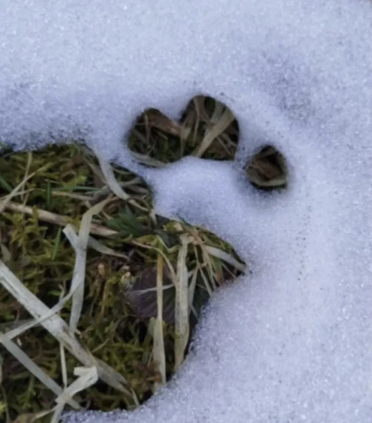 Jarčedoli šapa medvjeda