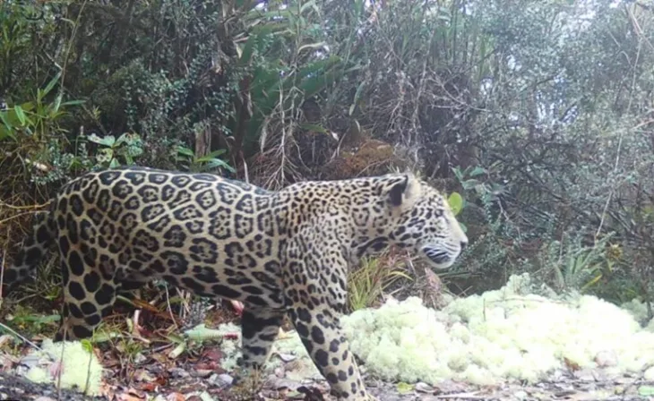 Jaguar
