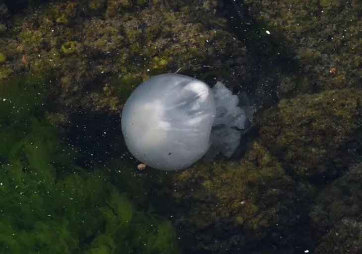 Meduza 872x610