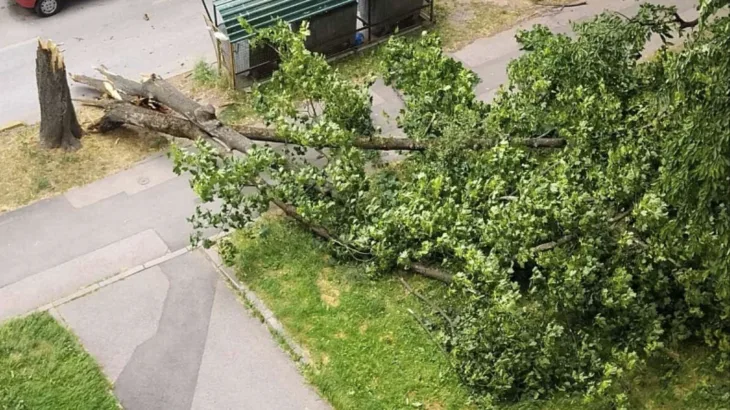 Grbavica stablo