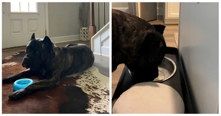 Cane Corso